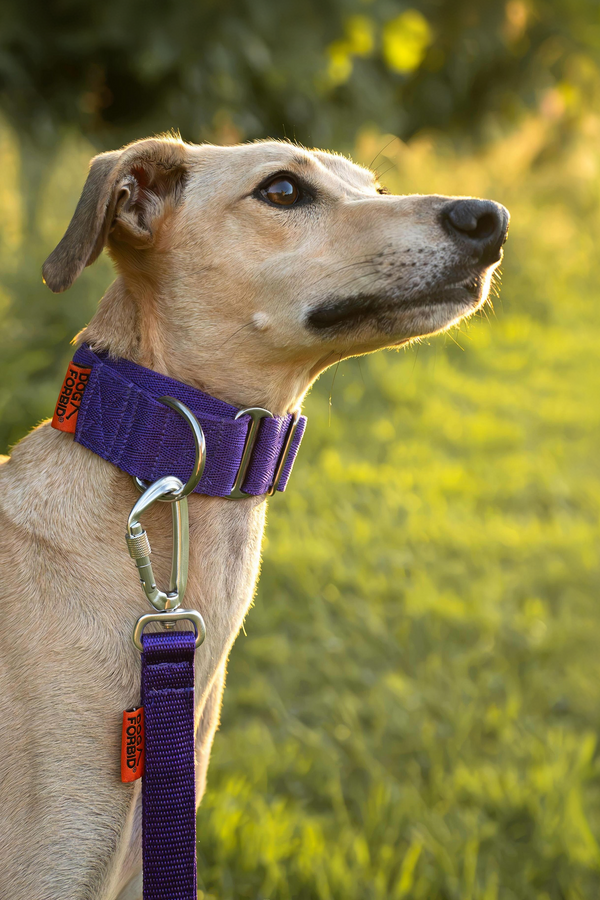 Steadfast™ Anti-Escape Martingale Collar