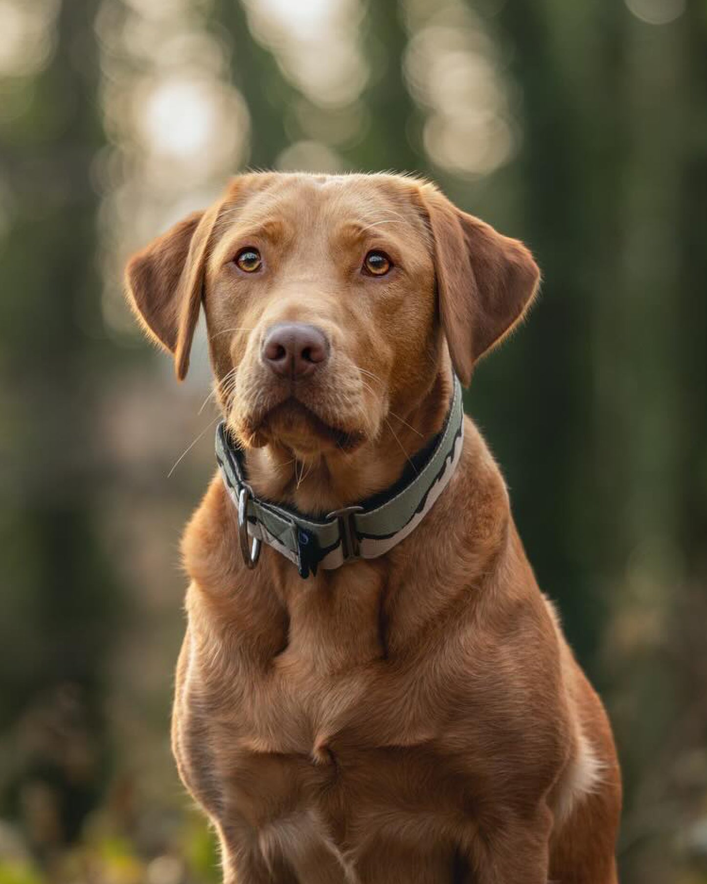 38mm Martingale: Owner's Pass | Sage & Beige