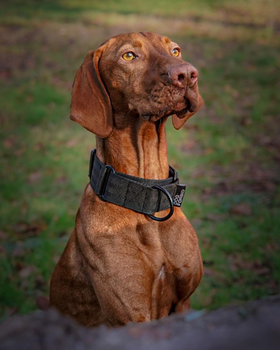 Black dog martingale hotsell