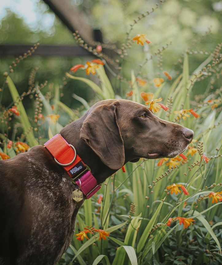 Orange martingale outlet collar