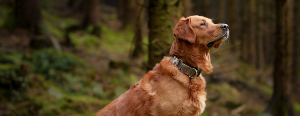Dog in a camouflage dog forbid martingale posing for the camera