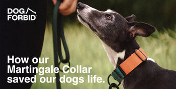 A dog wearing a green and orange martingale dog collar staring at its owner