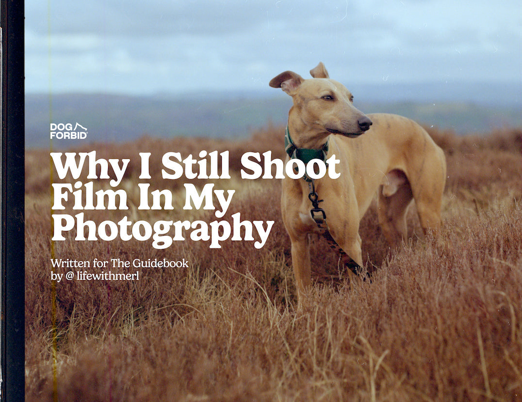 Whippet shot on film against a countryside landscape