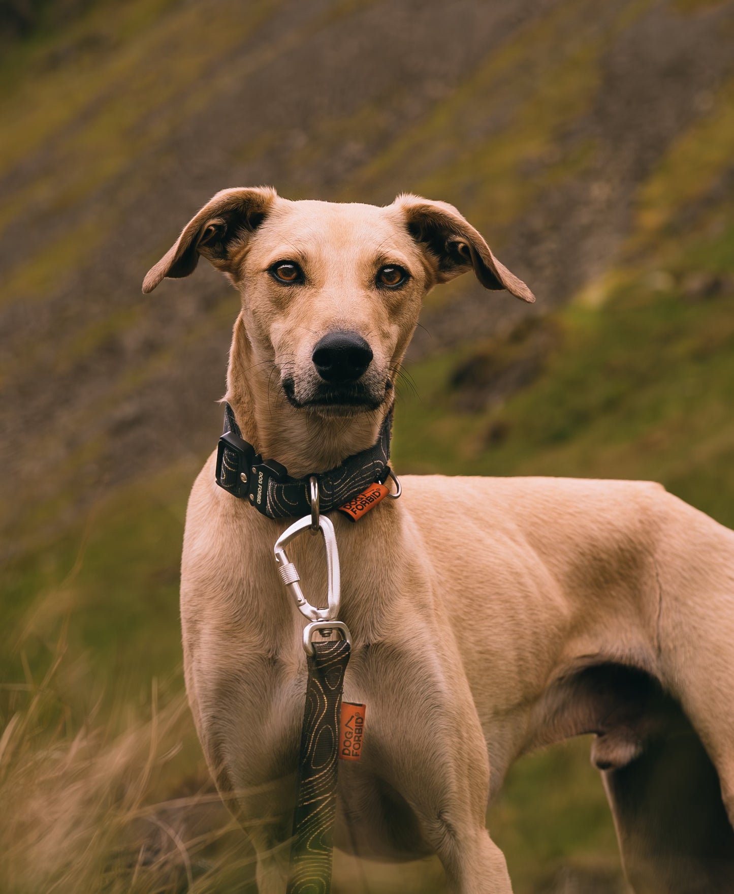 Buckle Collar: Black Terrain