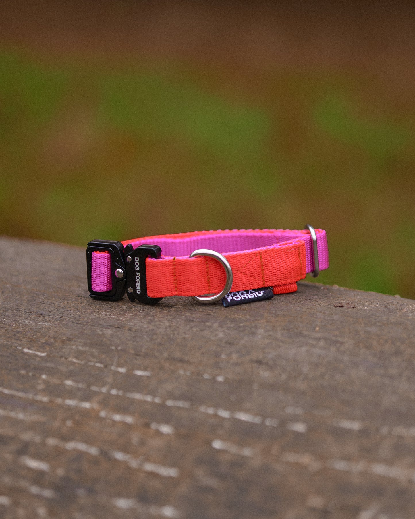 Buckle Collar: Pink and Orange