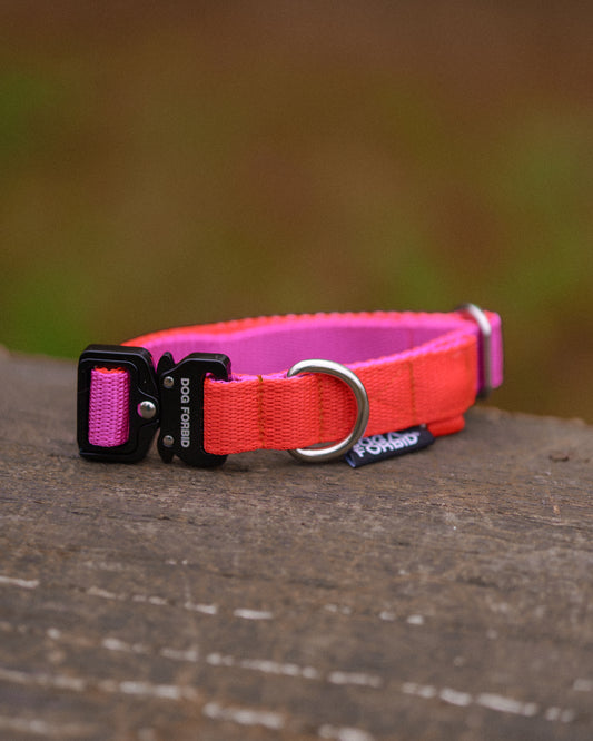 Buckle Collar: Pink and Orange