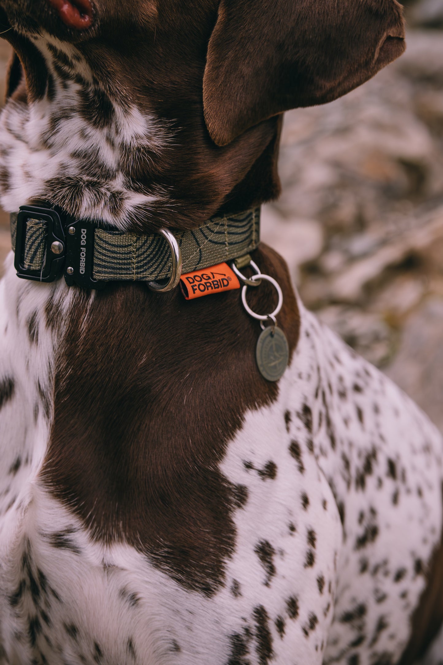 Buckle Collar: Khaki Terrain