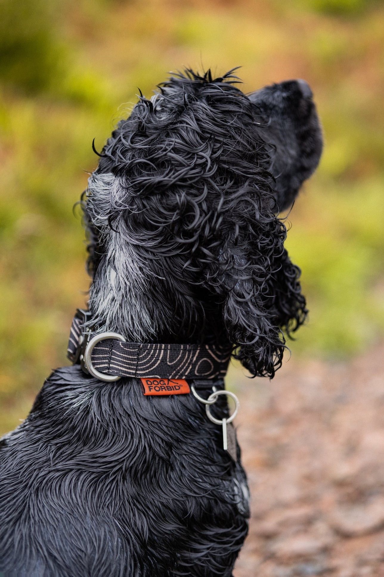 Buckle Collar: Black Terrain