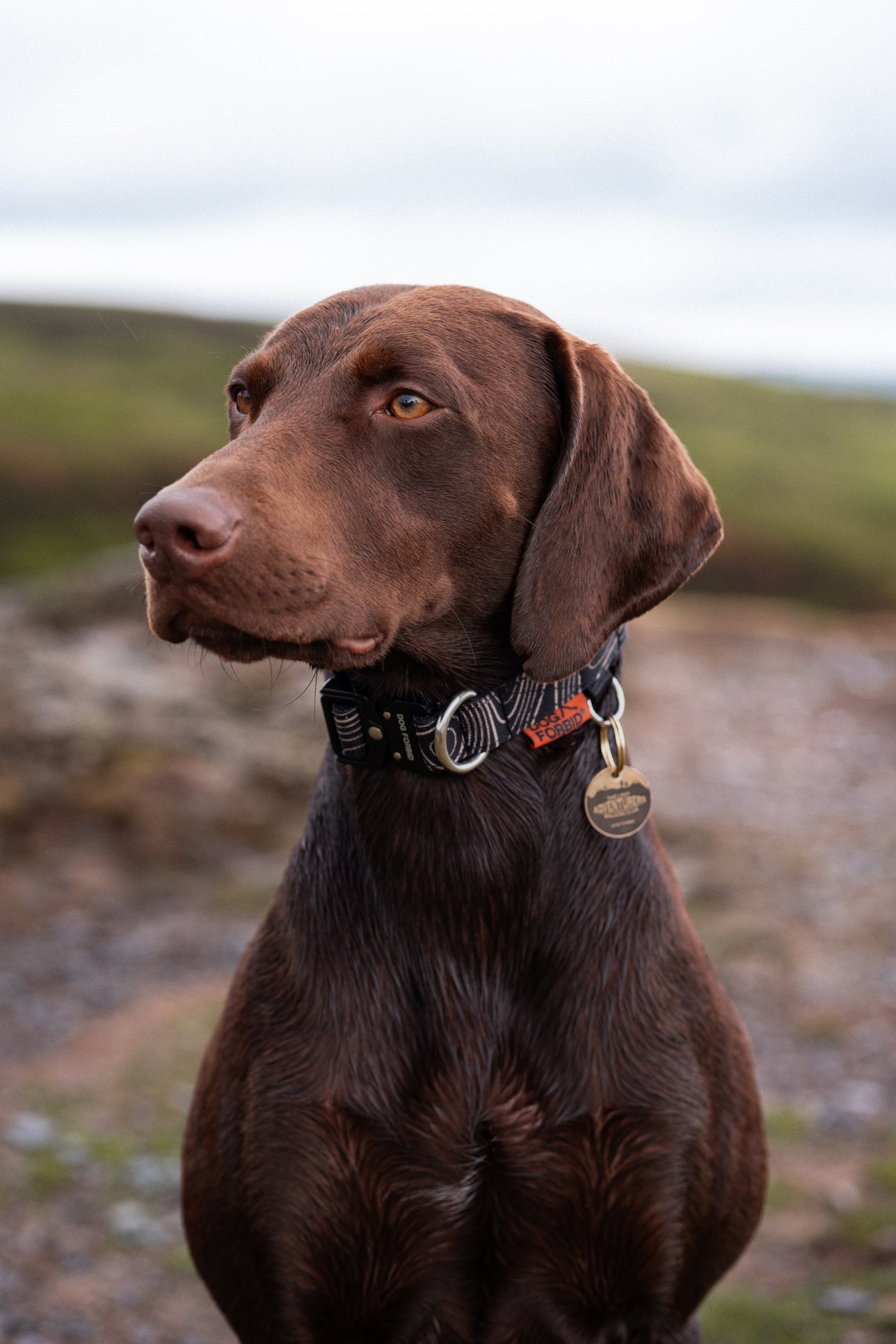 Buckle Collar: Black Terrain