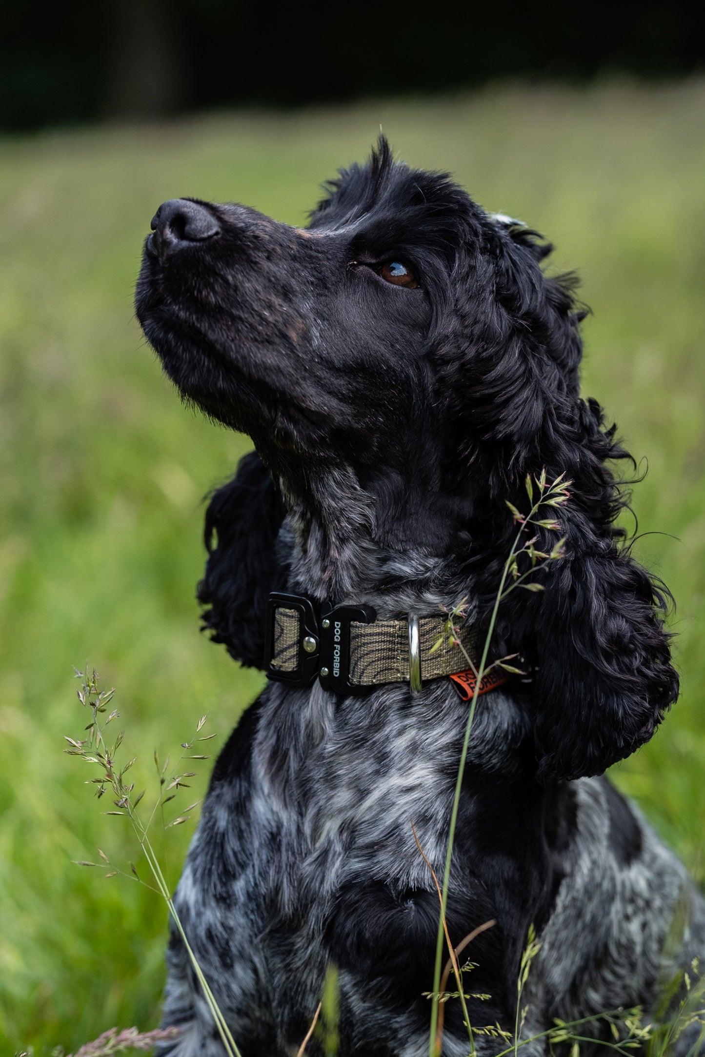 Buckle Collar: Khaki Terrain