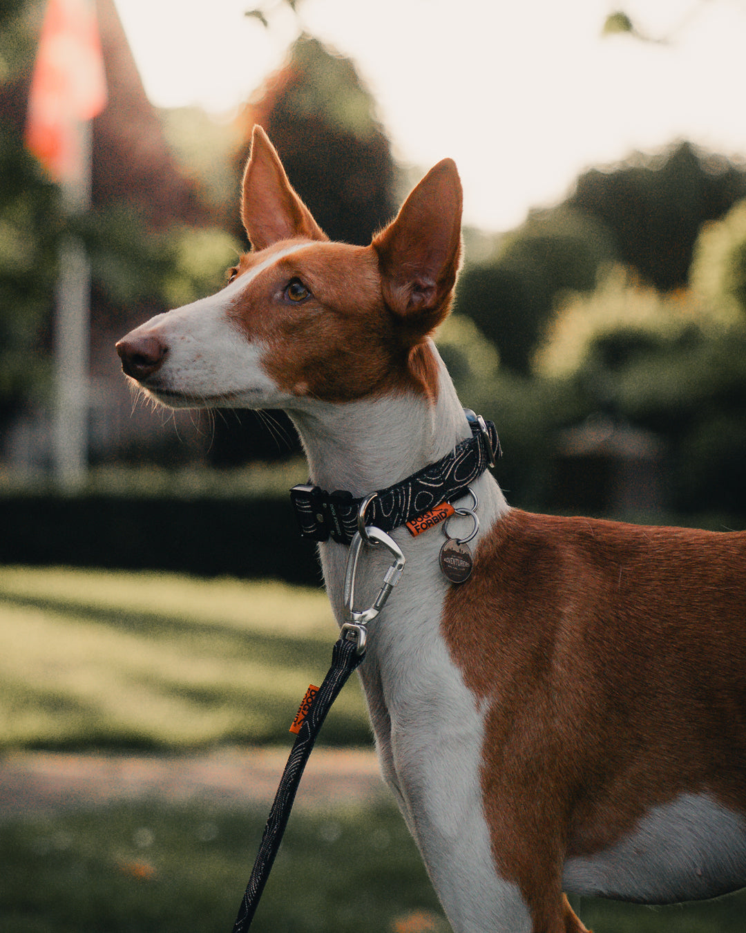Buckle Collar: Black Terrain