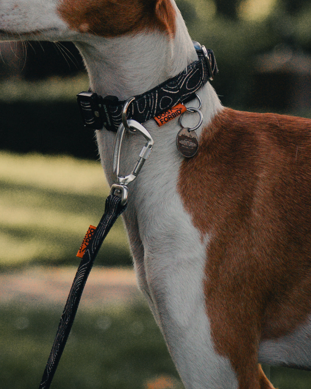 Buckle Collar: Black Terrain