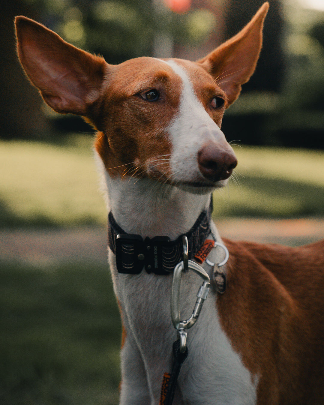 Buckle Collar: Black Terrain