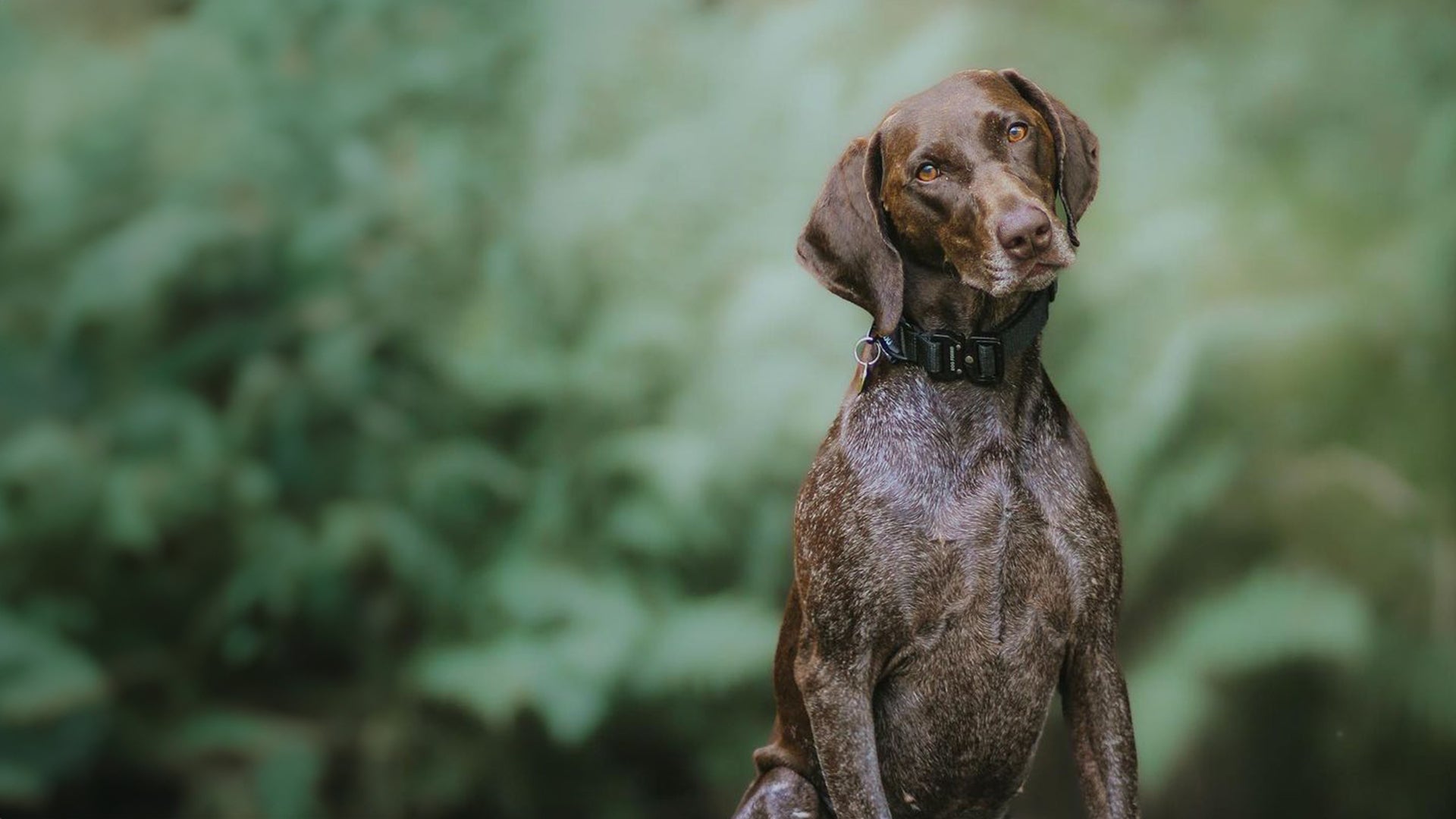 Dog Forbid, Authentic Dog Gear, Crafted with Care, Worn Without.