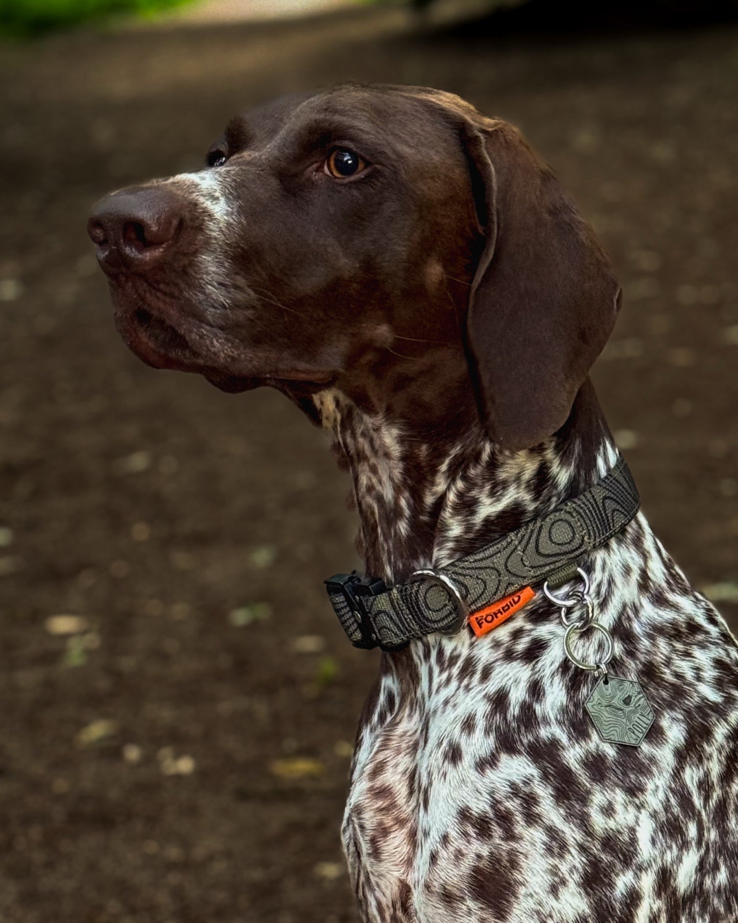 Buckle Collar: Khaki Terrain