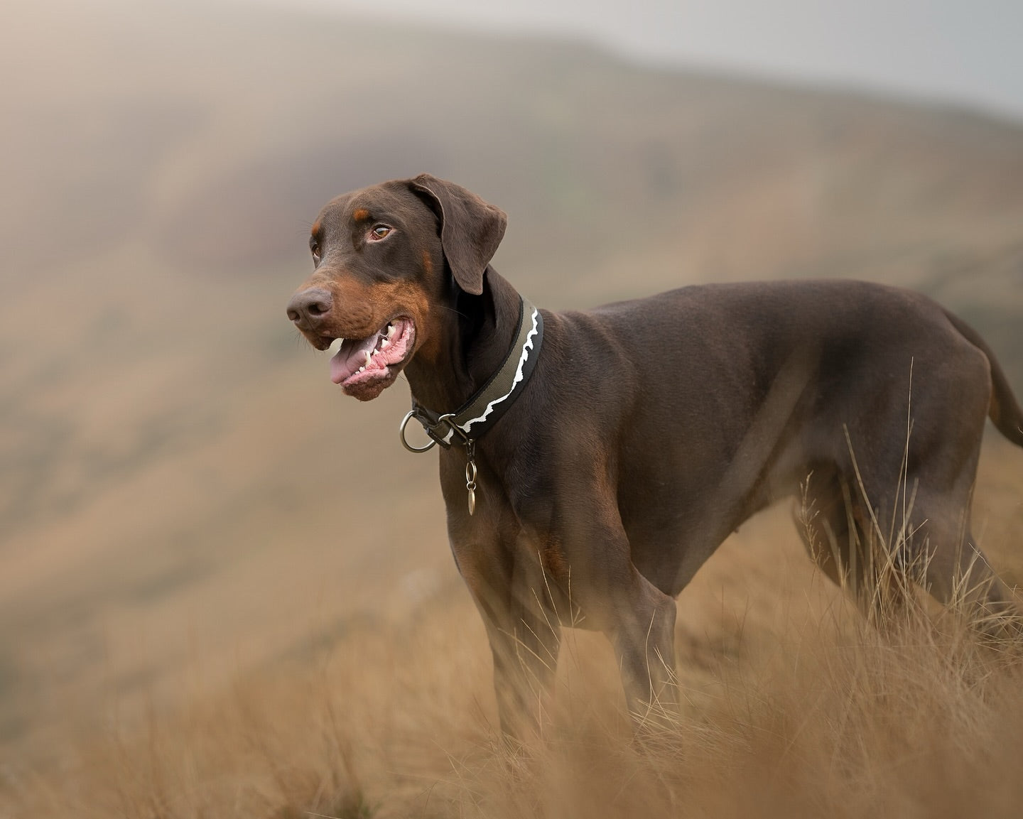 38mm Martingale: Mount Forbid | Black & Khaki