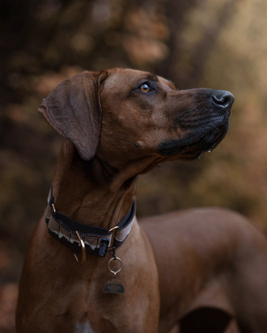 38mm Martingale: Great Hound Ridge | Double Brown