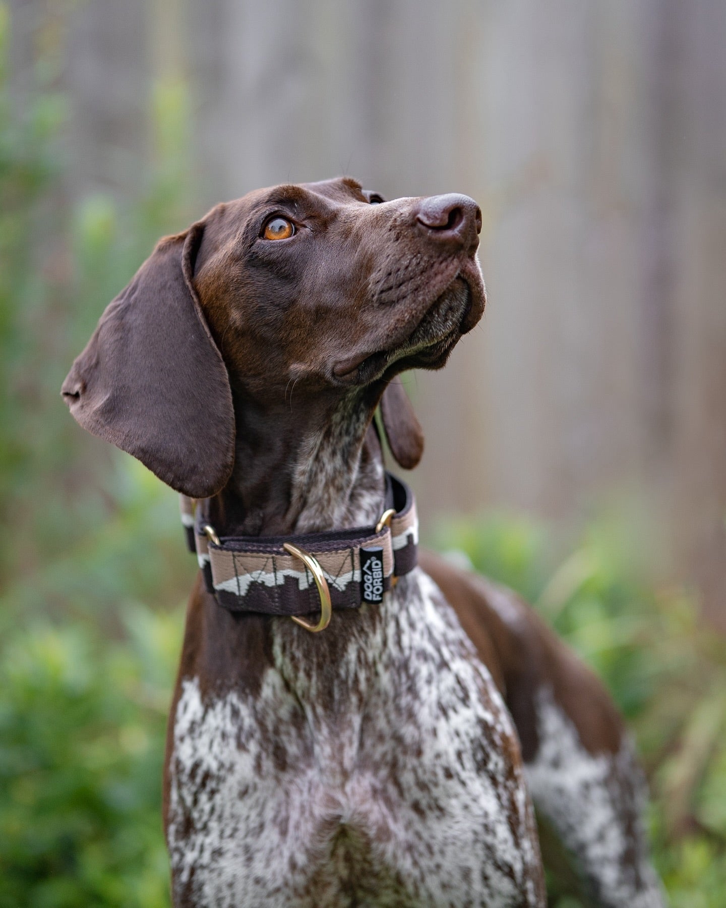 38mm Martingale: Great Hound Ridge | Double Brown