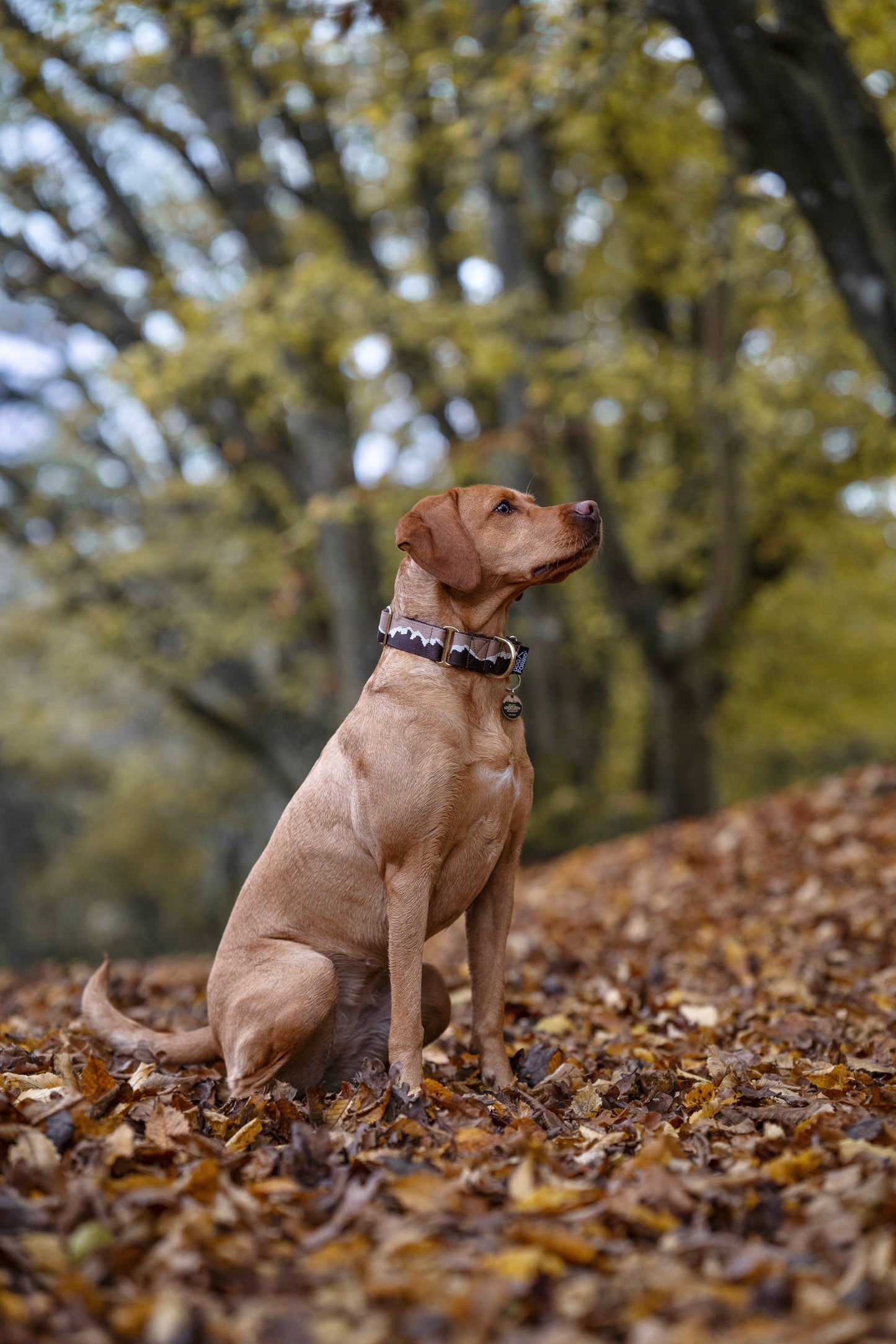 38mm Martingale: Great Hound Ridge | Double Brown