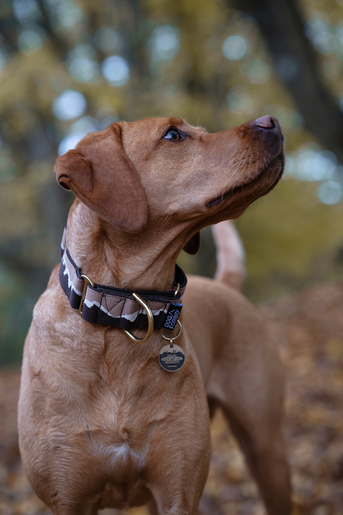 38mm Martingale: Great Hound Ridge | Double Brown