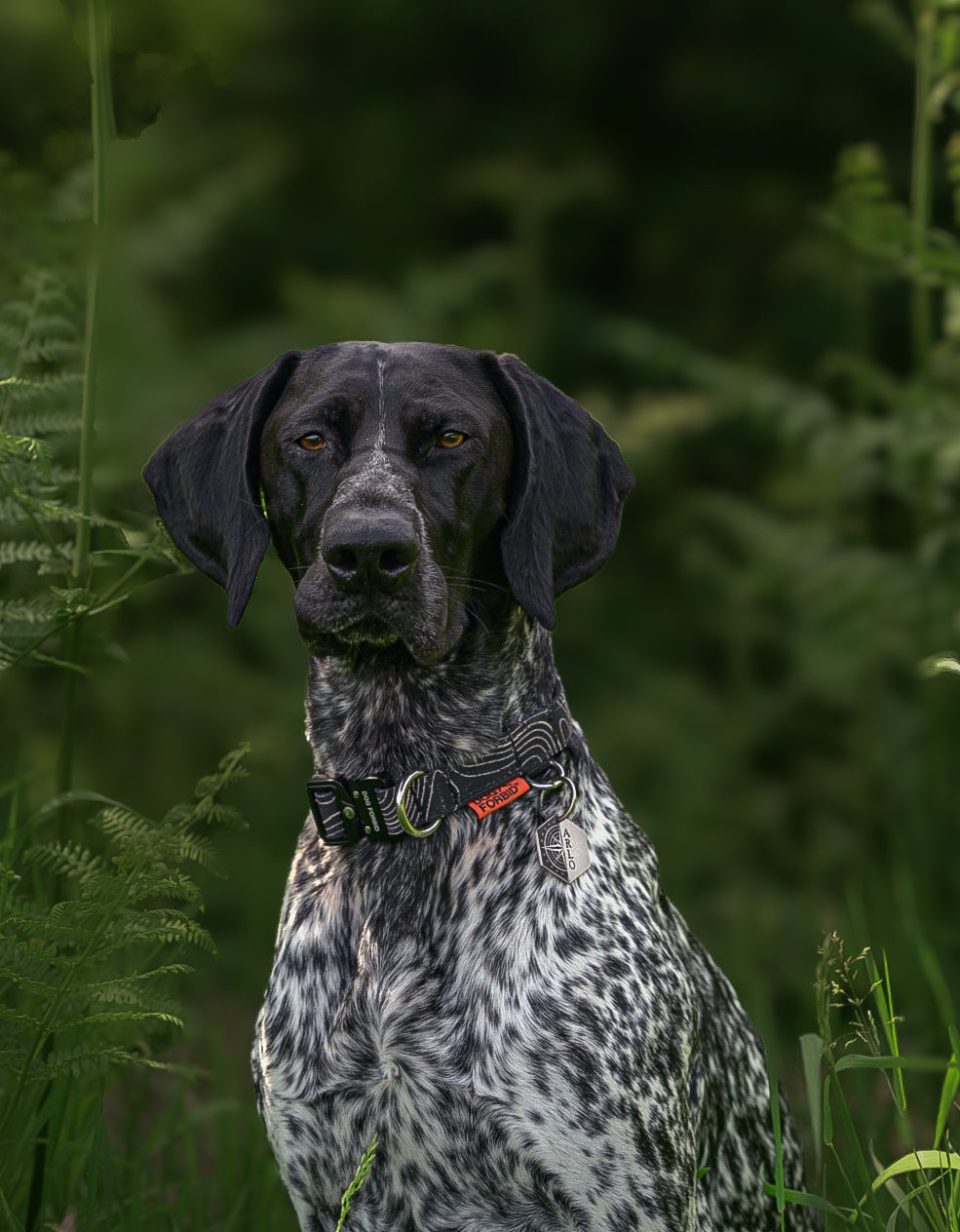 Buckle Collar: Black Terrain
