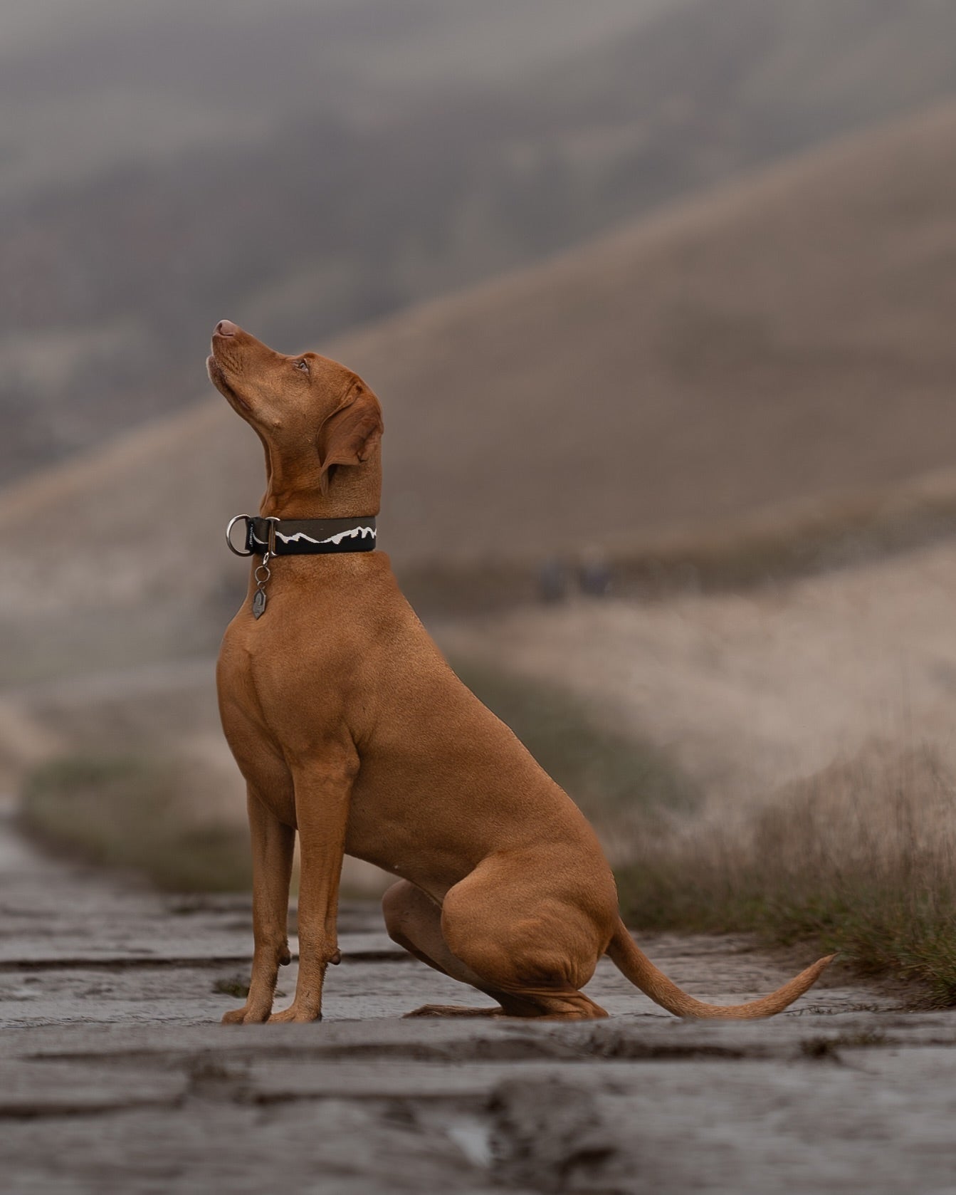 38mm Martingale: Mount Forbid | Black & Khaki