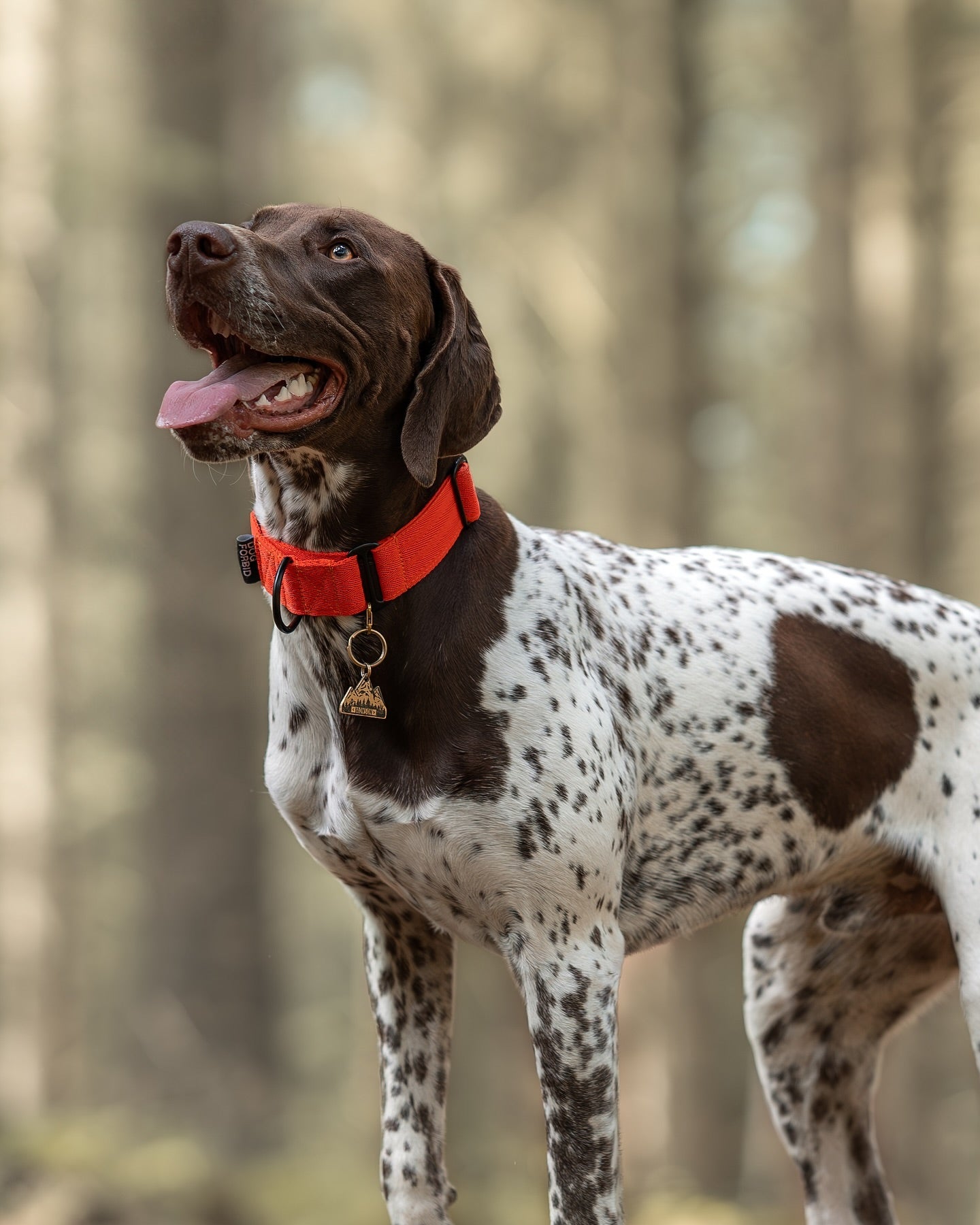 The 38mm Martingale Collar: Orange - Black Hardware