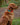38mm Martingale: Green & Orange