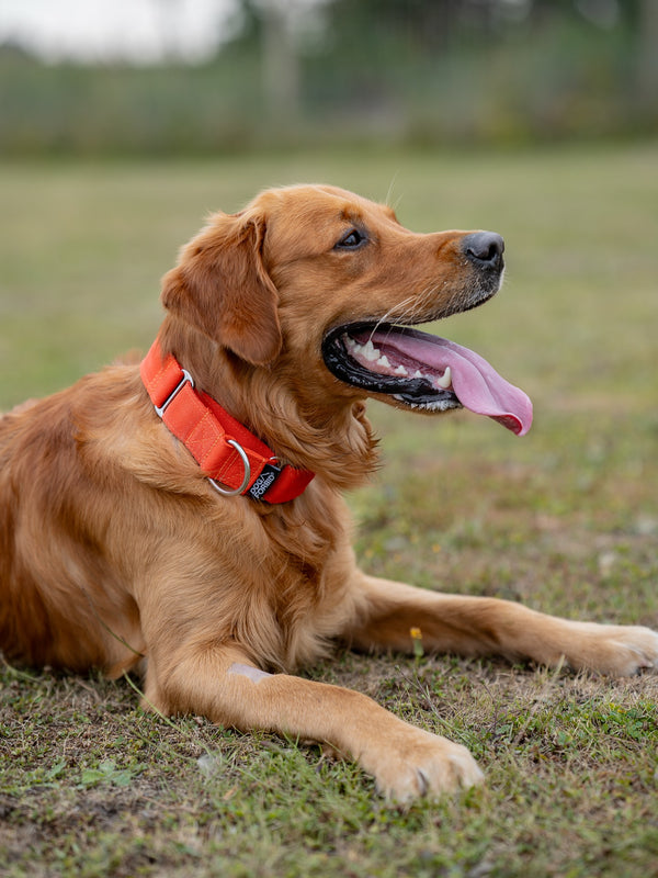 Dog wearing an orange collar lying on grass