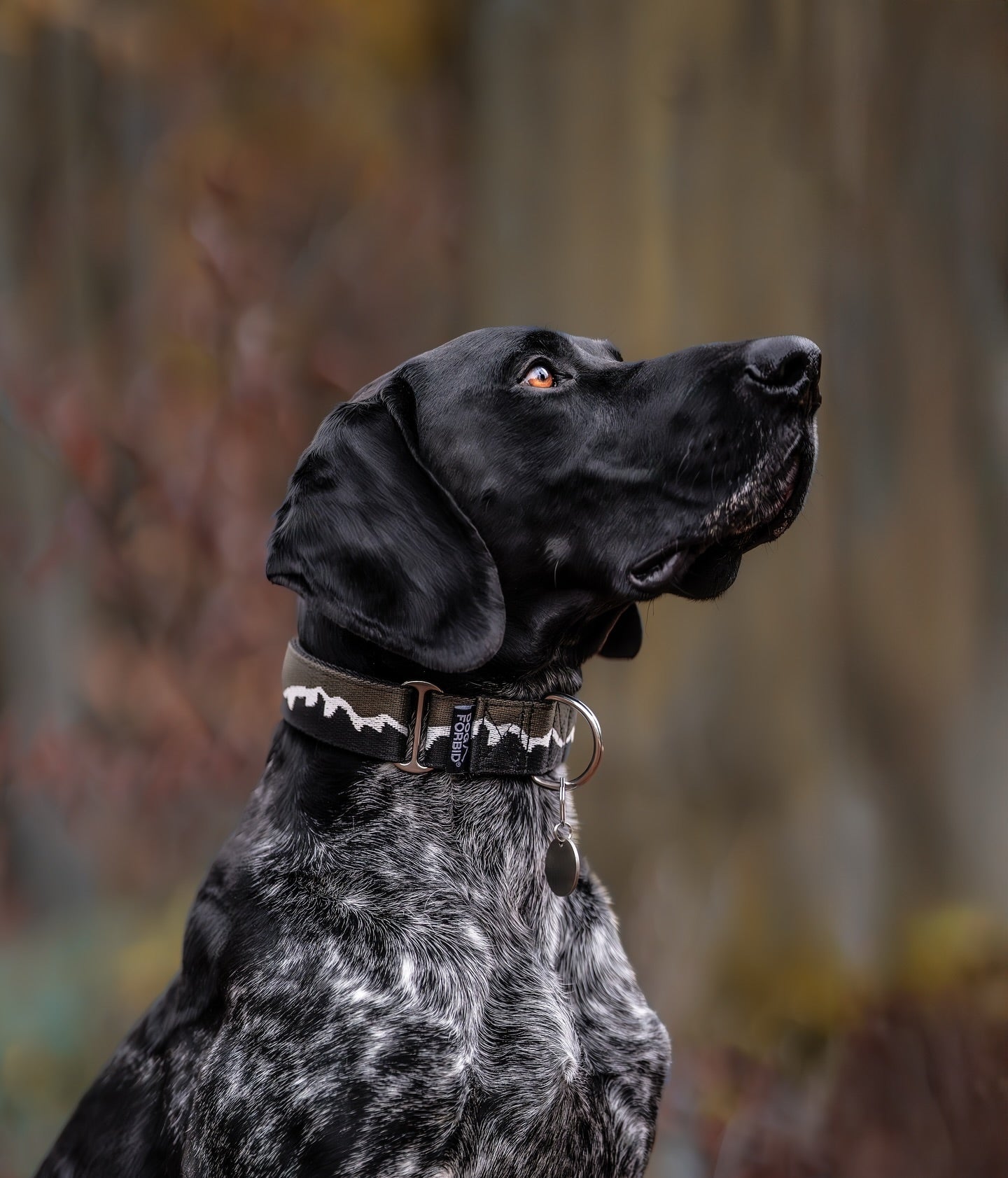 Steadfast™ Anti-Escape Martingale Collar 38mm – Dog Forbid