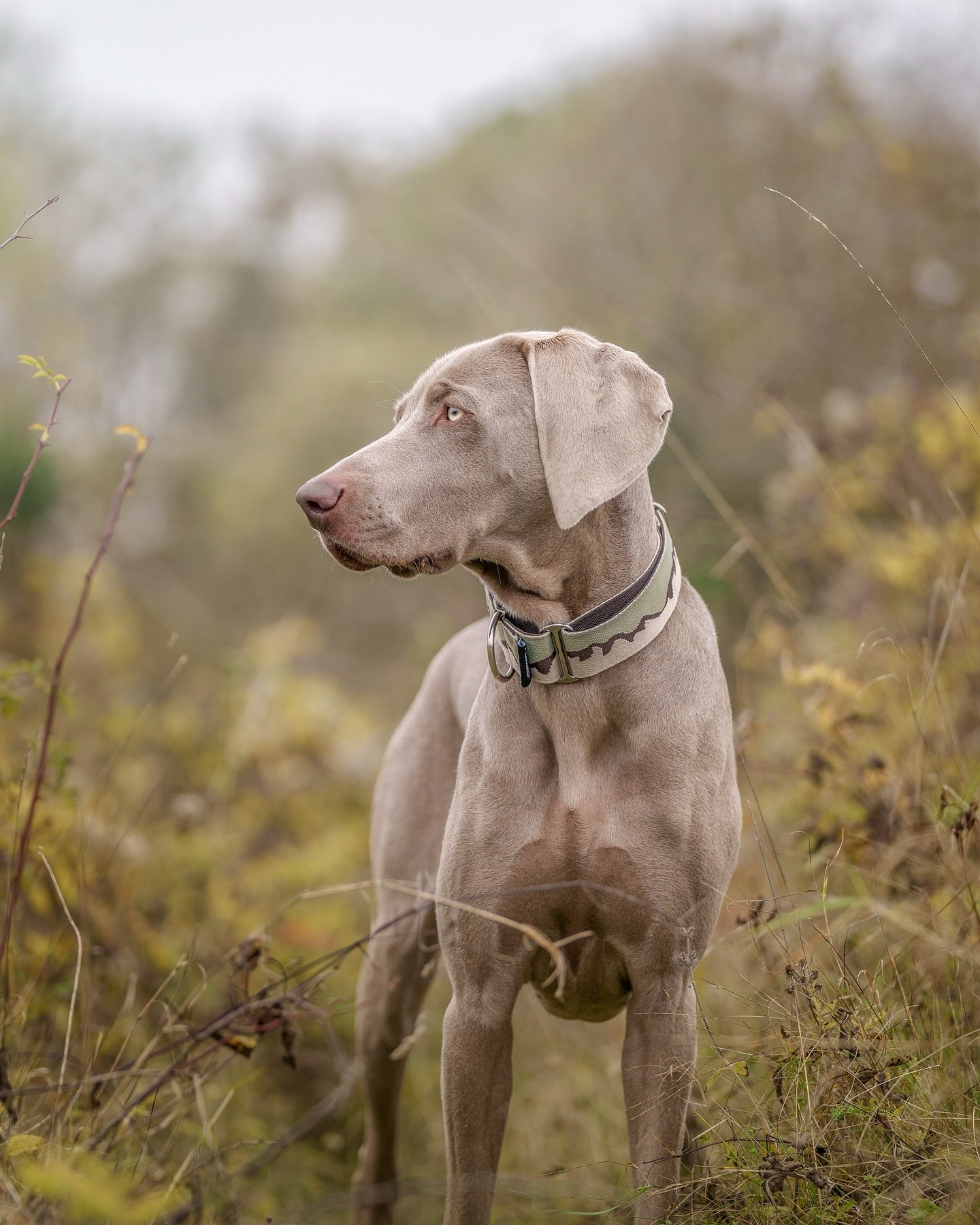 38mm Martingale: Owner's Pass | Sage & Beige