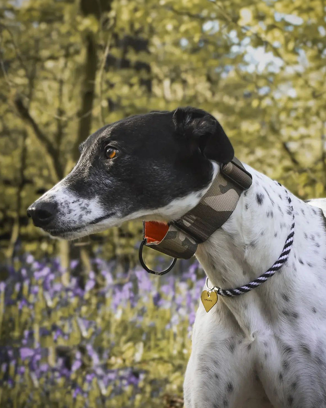 The 38mm Martingale Collar: Camo - Black Hardware