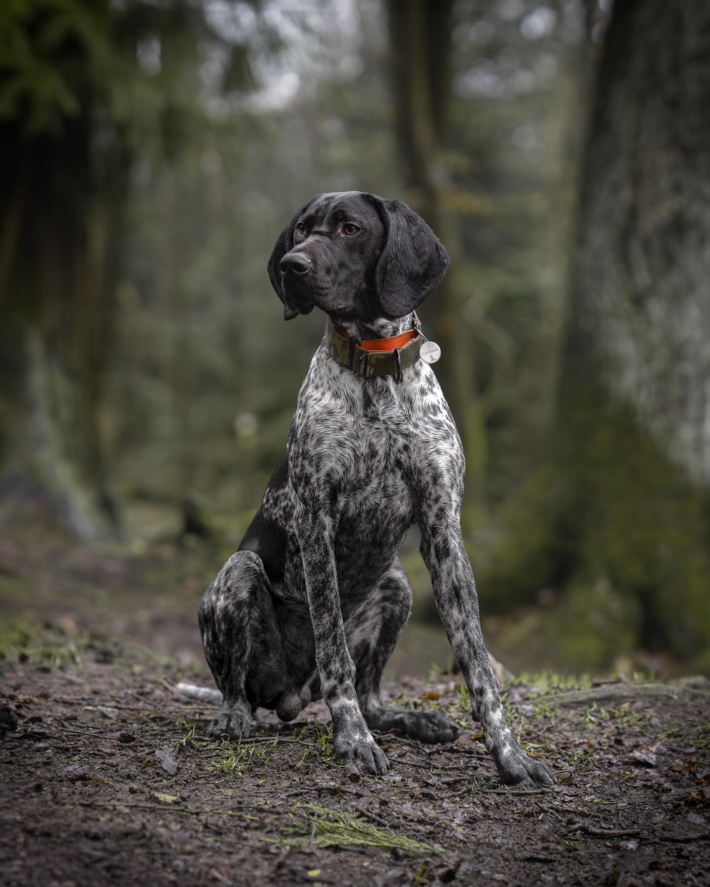 The 38mm Martingale Collar: Camo - Black Hardware