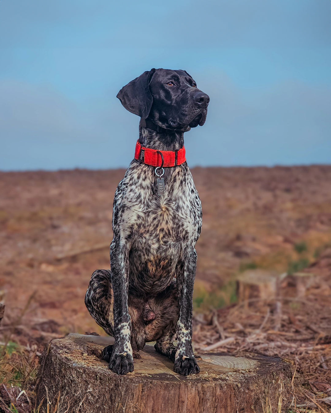 The 38mm Martingale Collar: Orange - Black Hardware