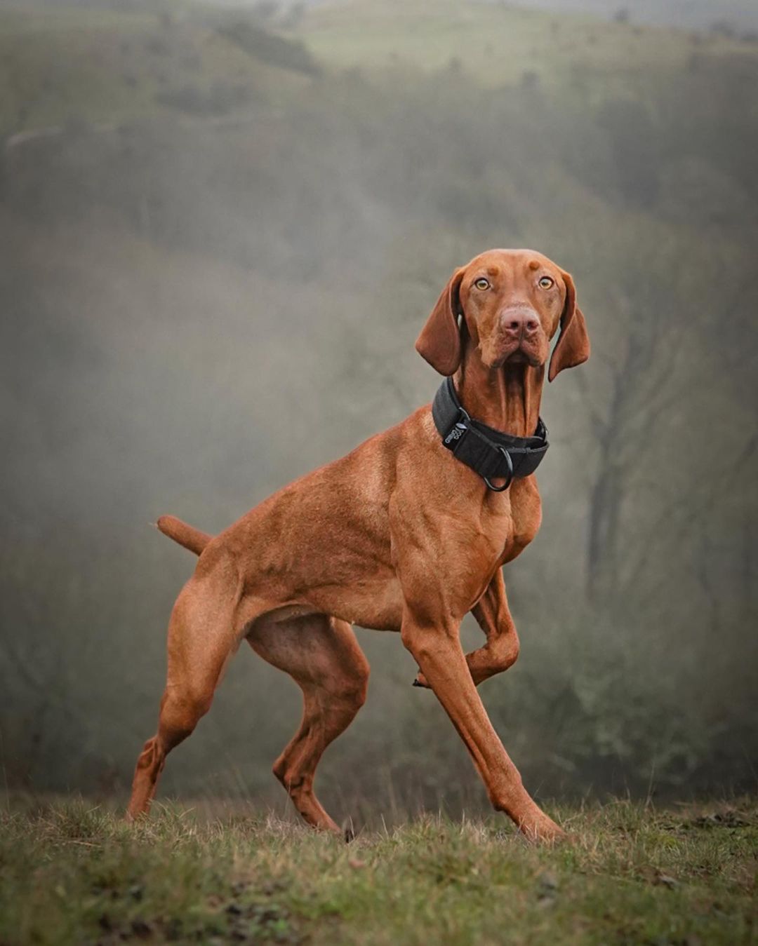 The 38mm Martingale Collar: Black - Dog Forbid