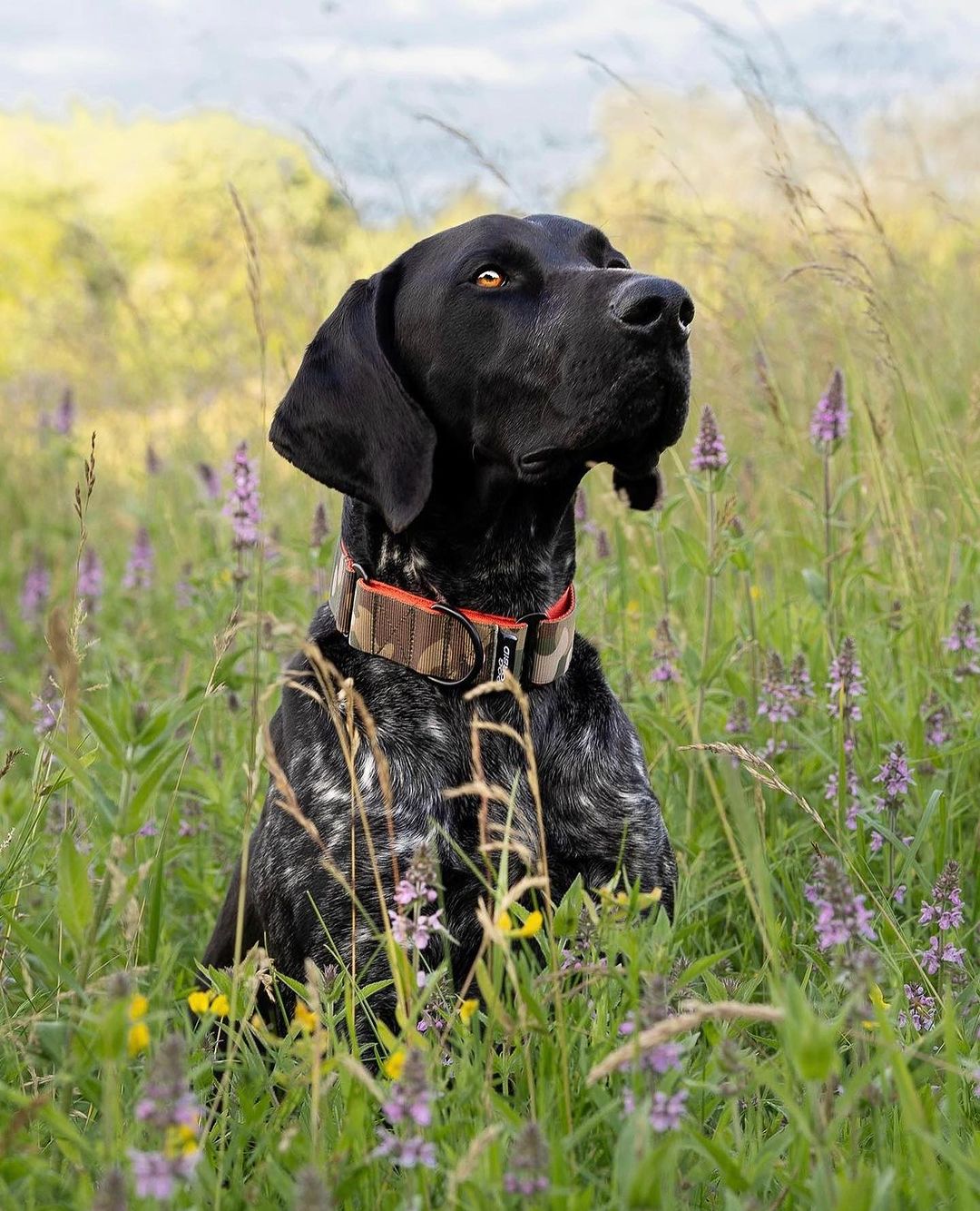 The 38mm Martingale Collar: Camo - Dog Forbid