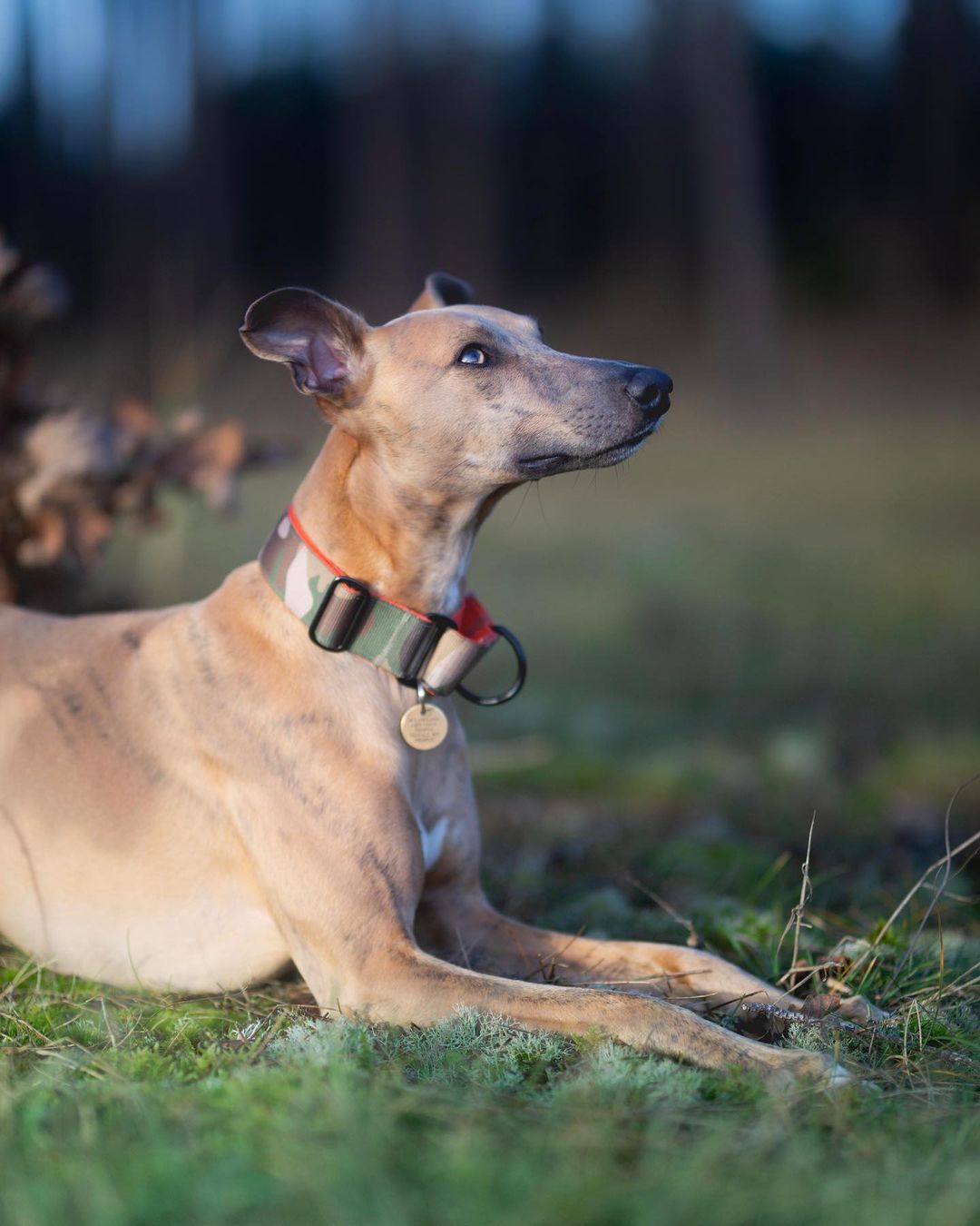 The 38mm Martingale Collar: Camo - Dog Forbid