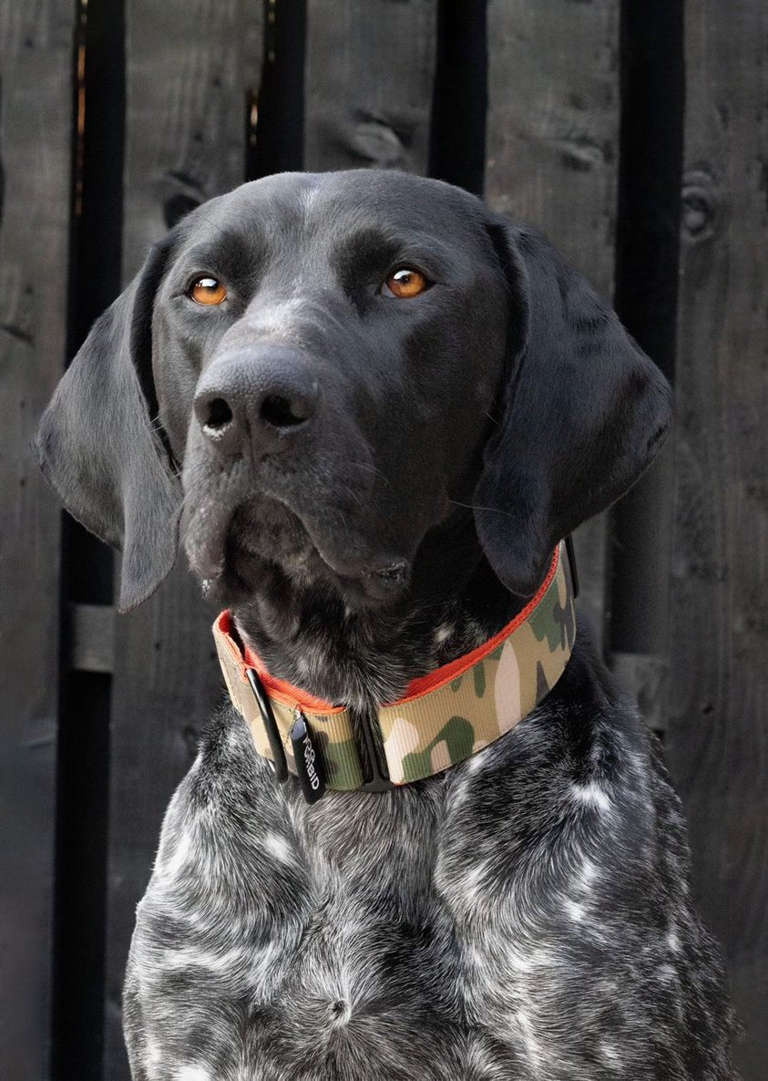 The 38mm Martingale Collar: Camo - Dog Forbid