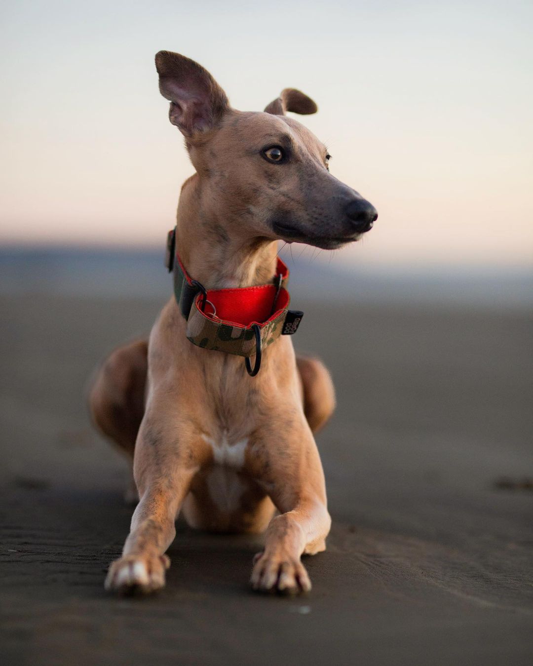 The 38mm Martingale Collar: Camo - Dog Forbid