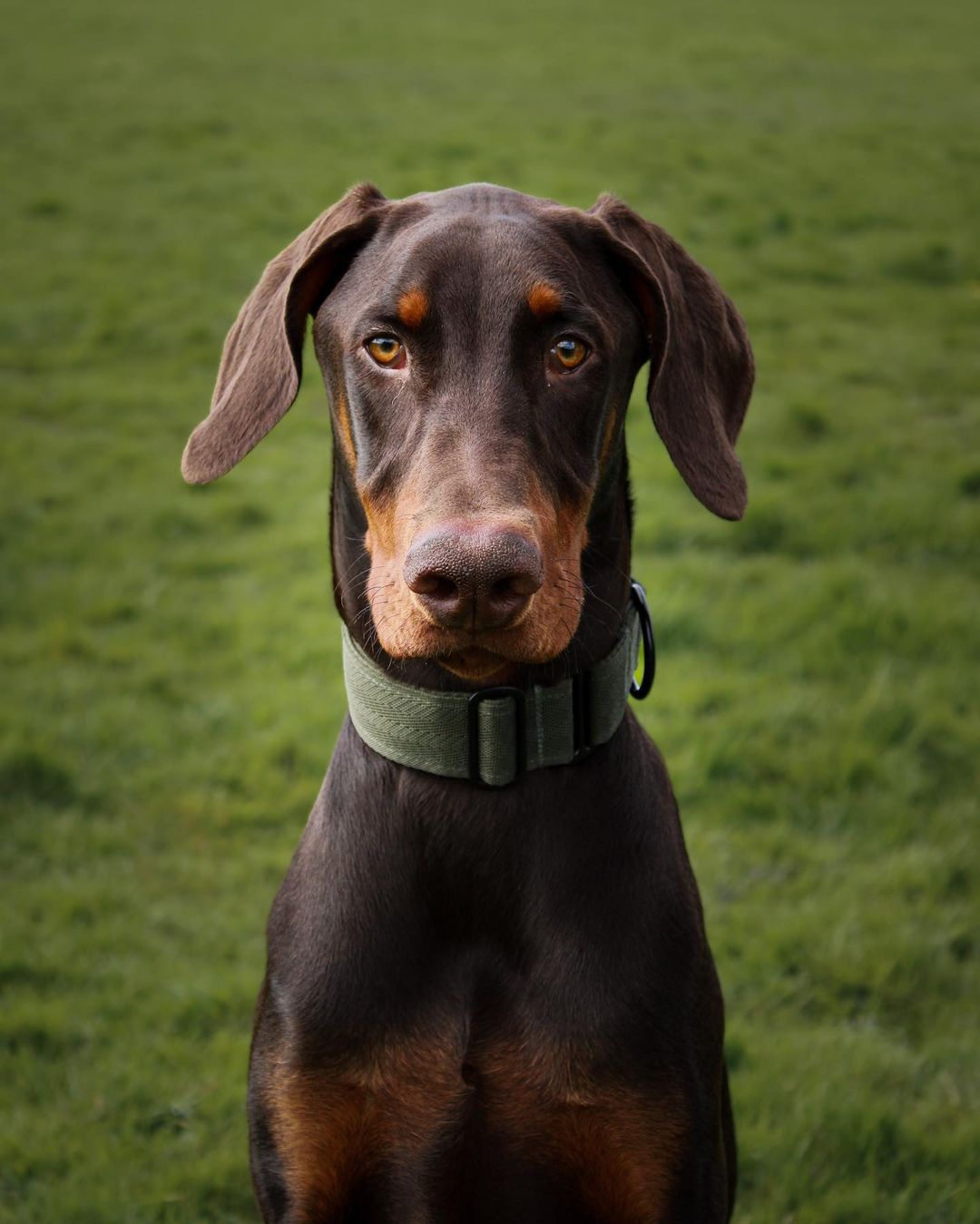 The 38mm Martingale Collar: Khaki - Dog Forbid