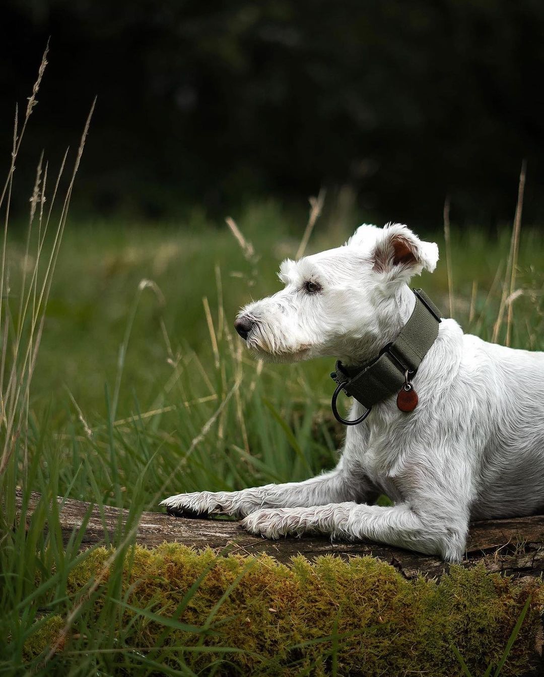 The 38mm Martingale Collar: Khaki - Dog Forbid