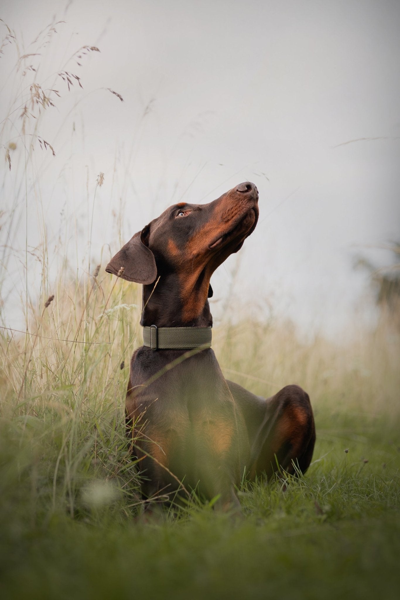 The 38mm Martingale Collar: Khaki - Dog Forbid