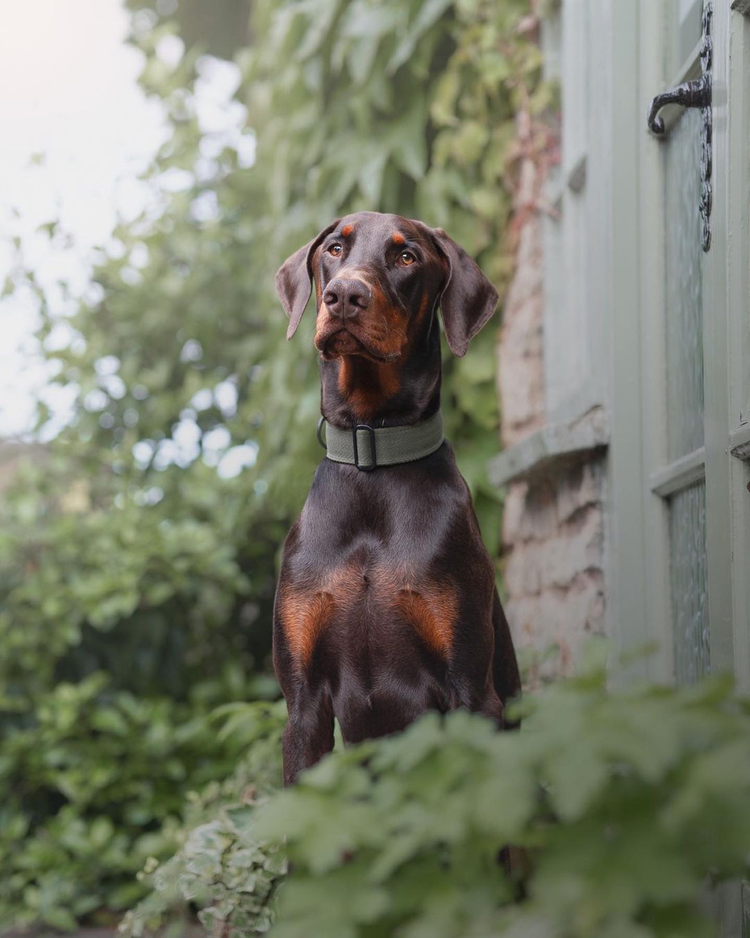 The 38mm Martingale Collar: Khaki - Dog Forbid