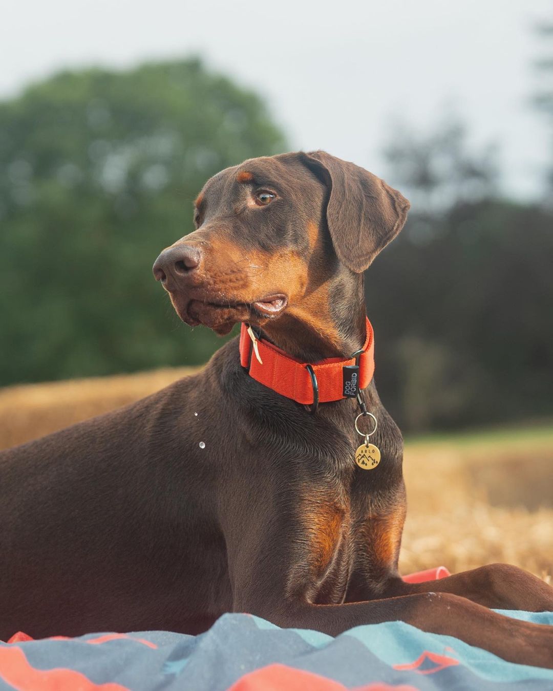 The 38mm Martingale Collar: Orange - Dog Forbid