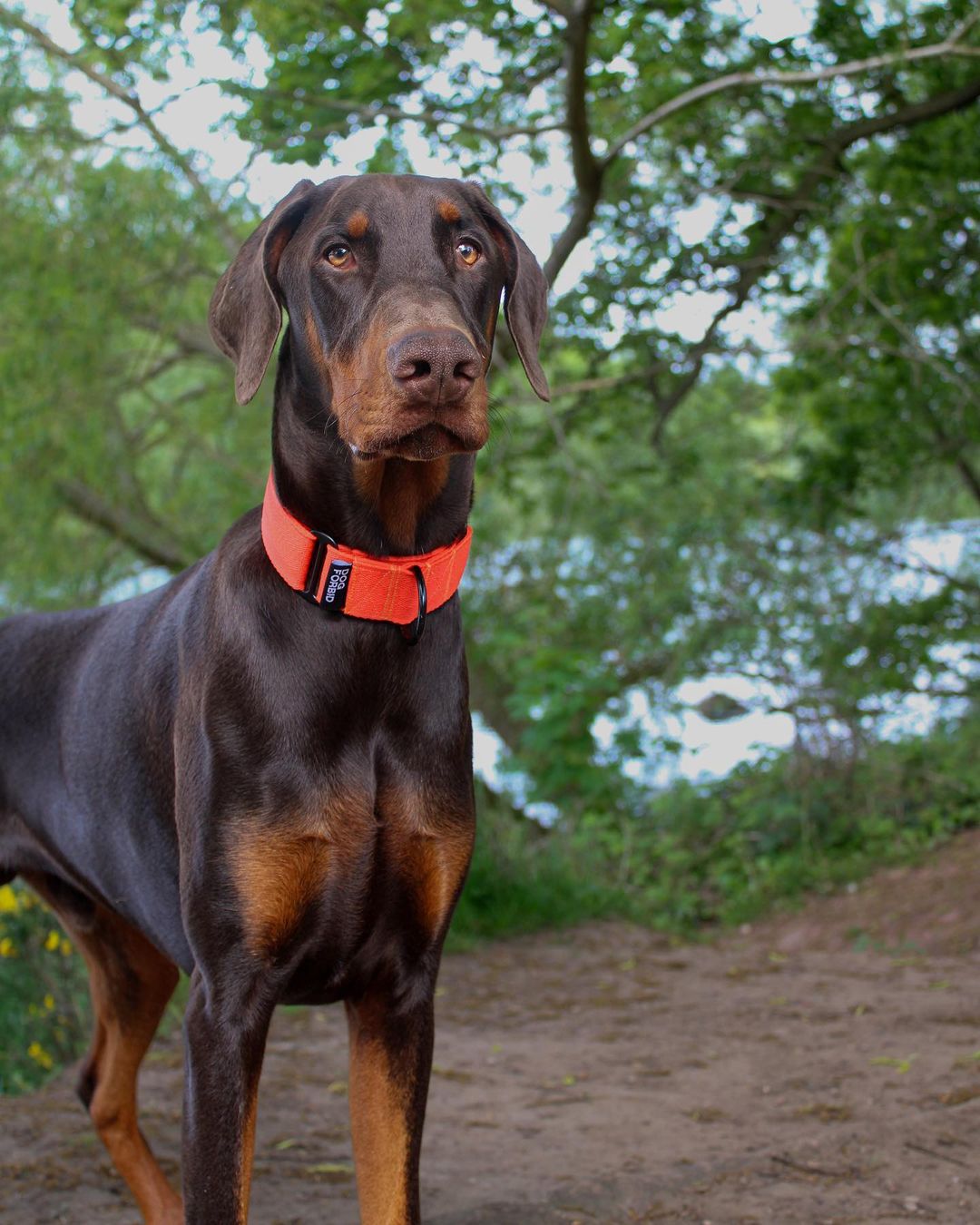 The 38mm Martingale Collar: Orange - Dog Forbid