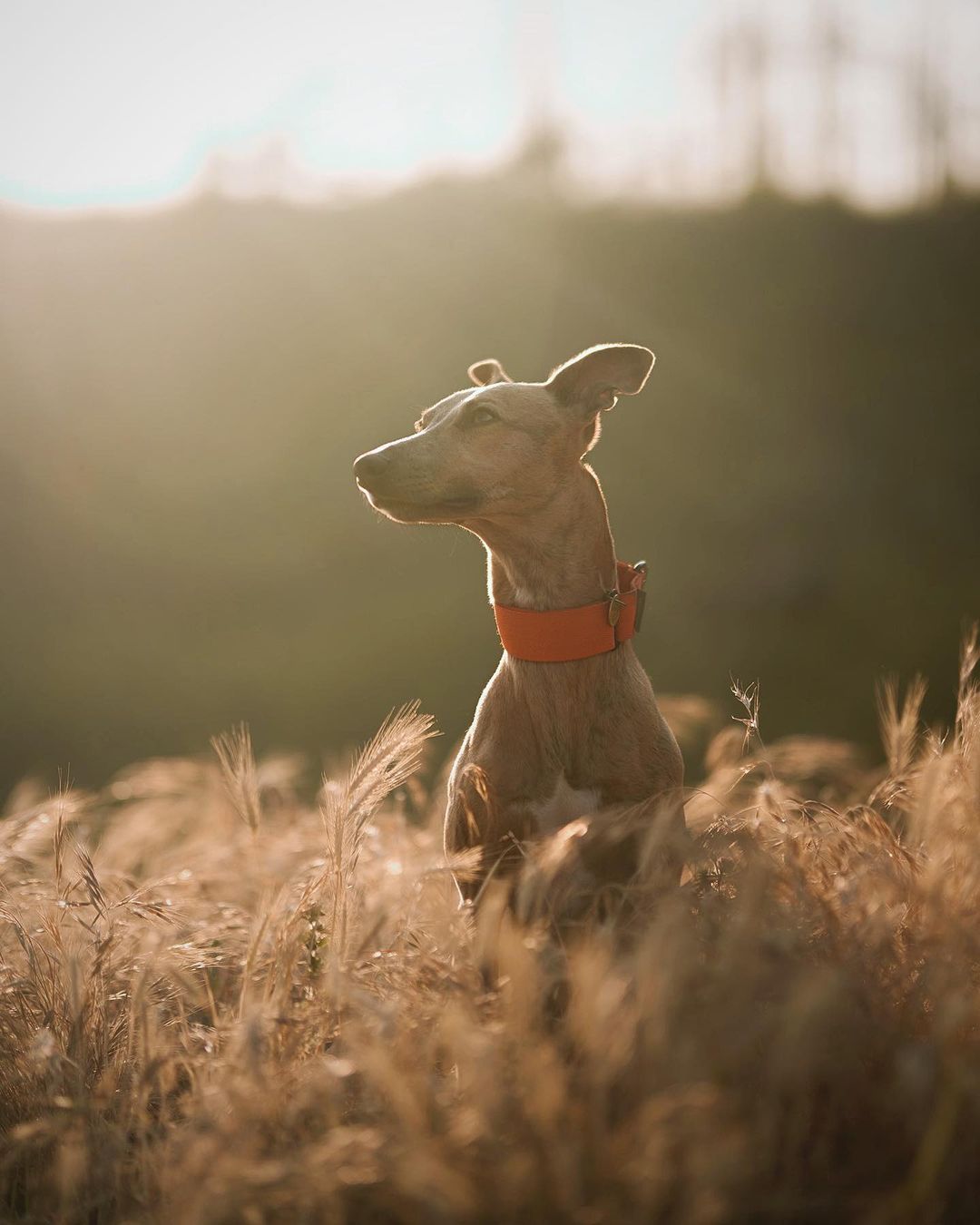 The 38mm Martingale Collar: Orange - Dog Forbid