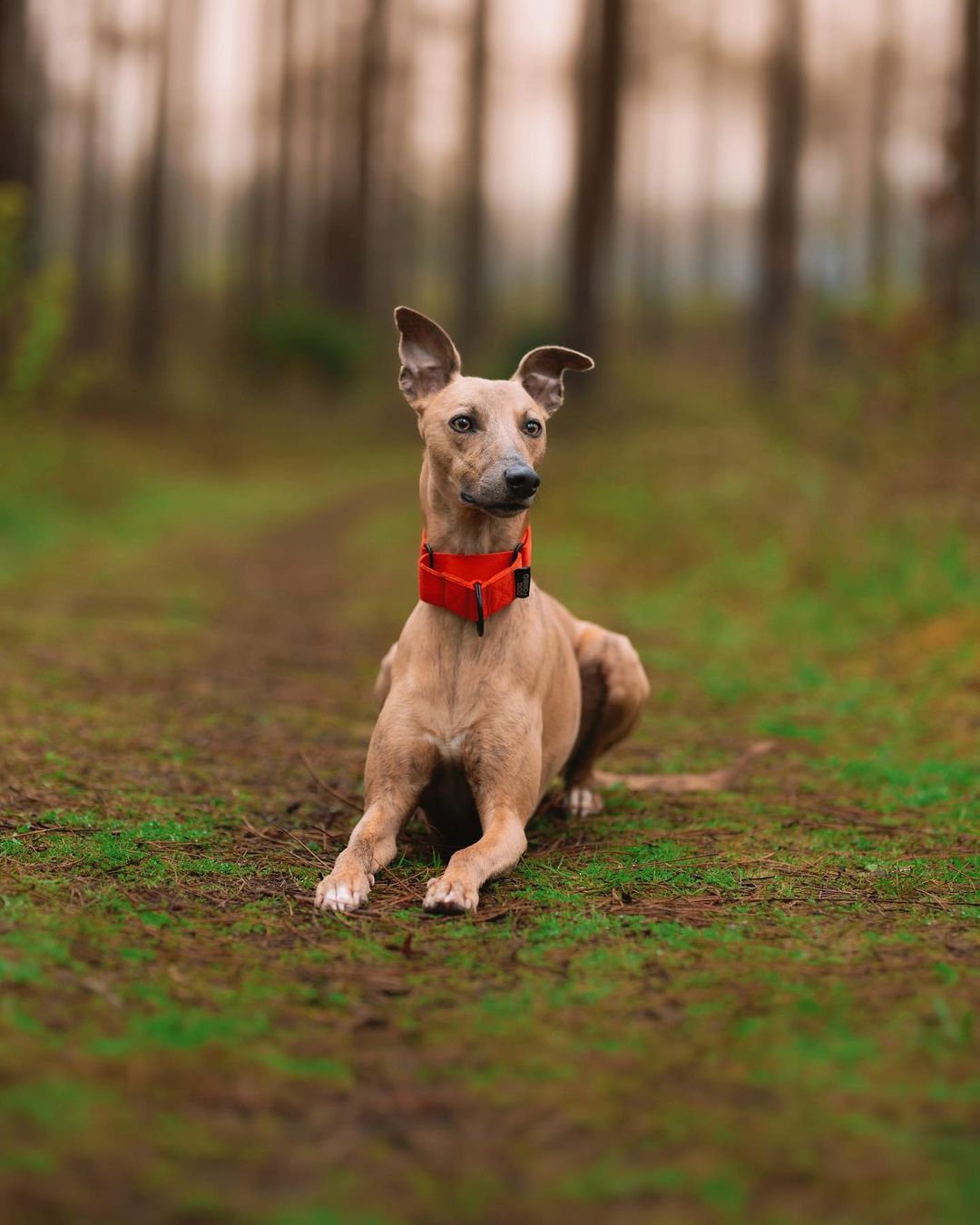 The 38mm Martingale Collar: Orange - Dog Forbid