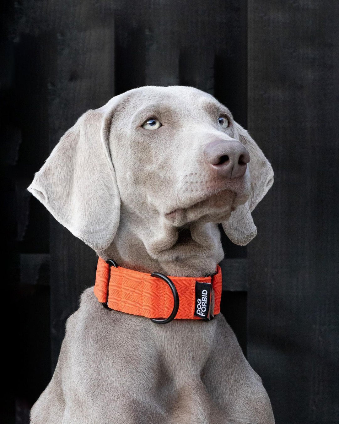 The 38mm Martingale Collar: Orange - Dog Forbid