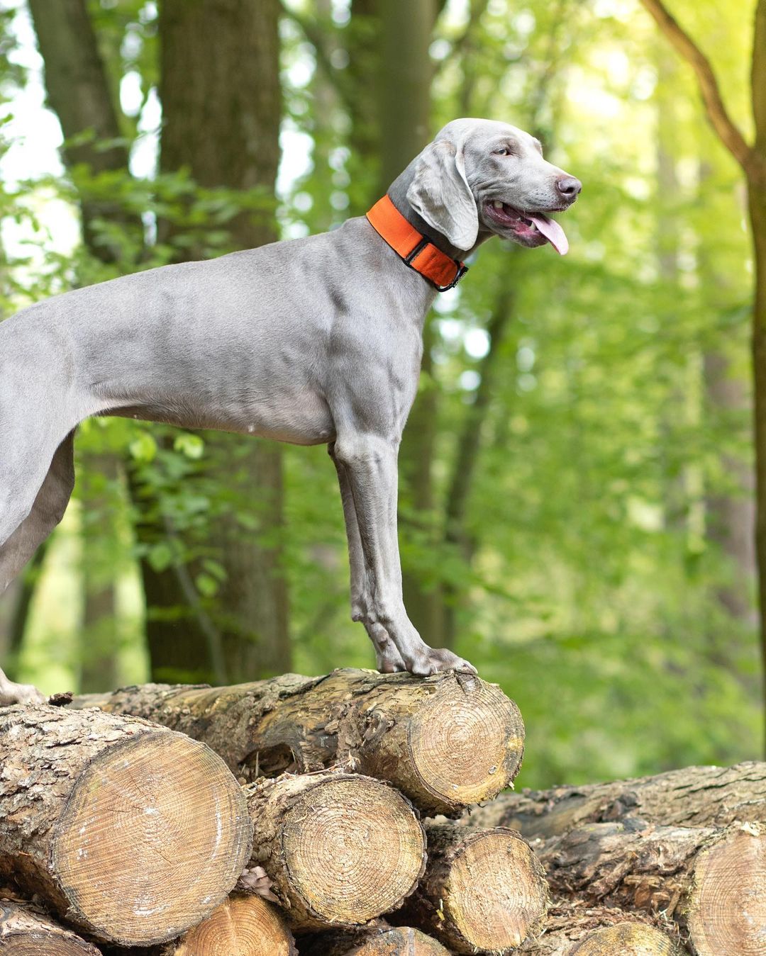 The 38mm Martingale Collar: Orange - Dog Forbid