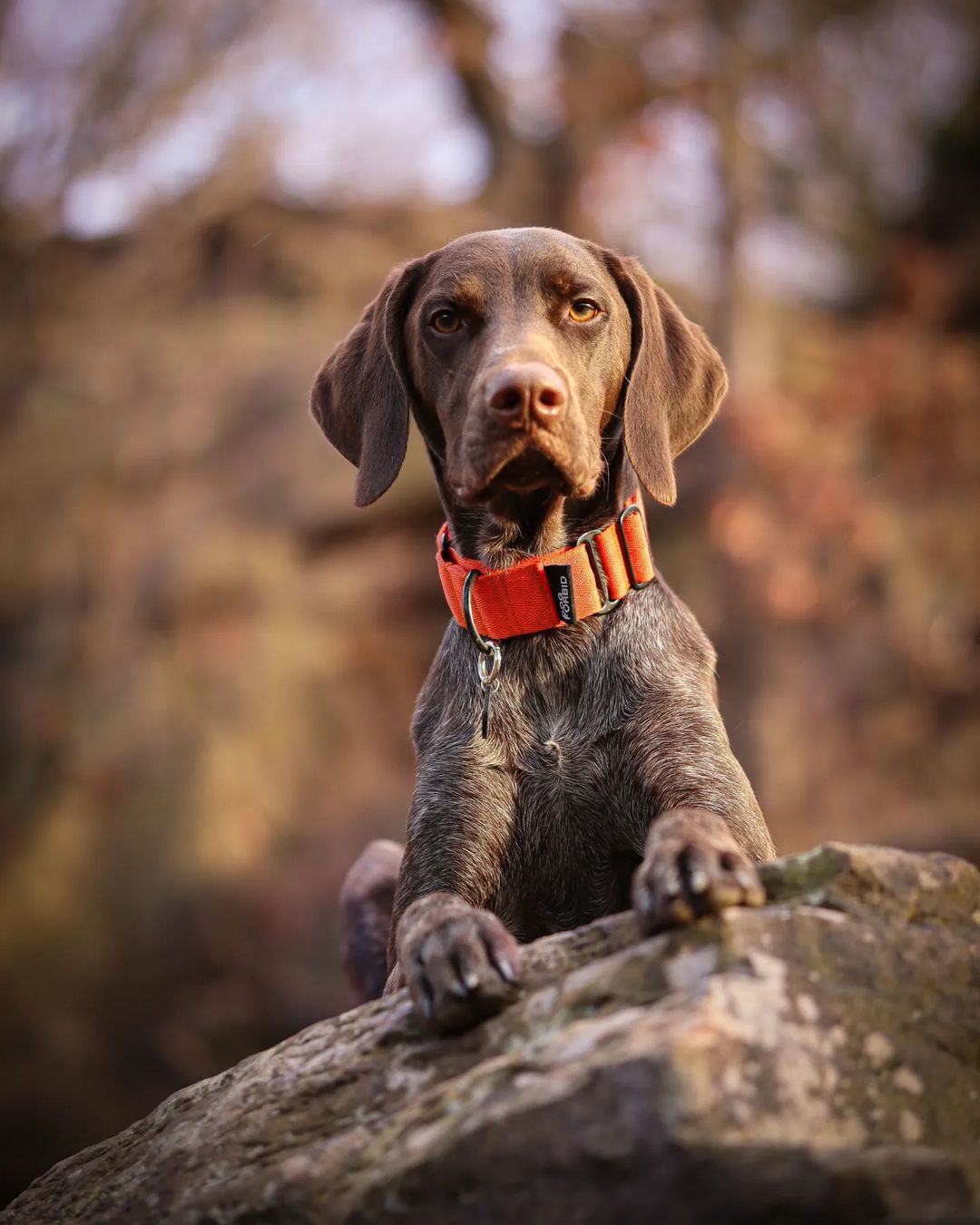 The 38mm Martingale Collar: Orange - Dog Forbid